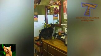 Забавности с кошками и котами - смотреть видео (10:22)