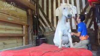 Стрижка покорной лошади - смотреть видео (0:33)