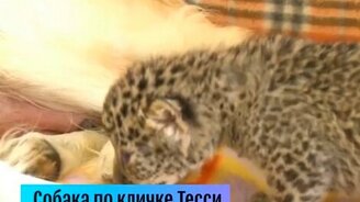 Собака удочерила детёнышей леопарда - смотреть видео (1:04)