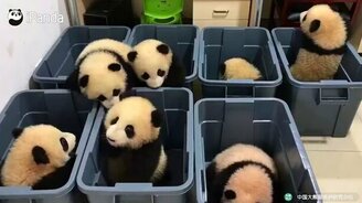 Смешные панды-малыши - смотреть видео (0:54)