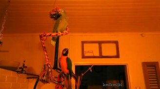 Все попугаи как попугаи, а этот... - смотреть видео (0:09)