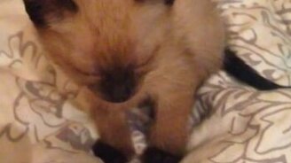 Котёнок, спящий сидя - смотреть видео (0:57)