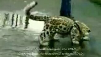 Снежный барс и лужа - смотреть видео (0:56)