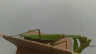 Богомол, пожелавший стать домашним - смотреть видео (2:22)