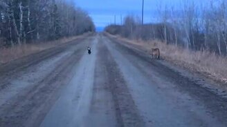 Скунс против пумы - смотреть видео (1:14)