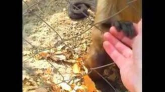 Давай мять листья! - смотреть видео (1:02)