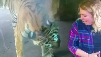 Тигр и живот беременной - смотреть видео (0:41)