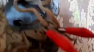 Ушлые соседи - смотреть видео (1:00)