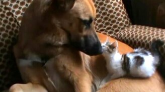 Большой папка котёнка - смотреть видео (3:01)