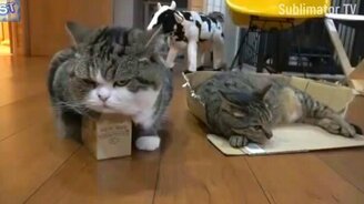 Увлекательные весёлости с кошками - смотреть видео (6:26)