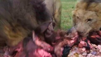 Давай мяса, давай мяса! - смотреть видео (0:26)