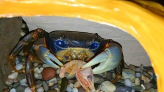 Краб ест креветку - смотреть видео (1:28)