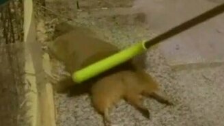 Какое блаженство! - смотреть видео (0:13)