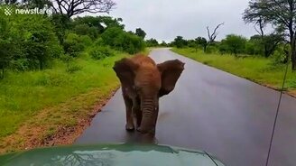 Слонёнок угрожает путешественникам - смотреть видео (0:54)