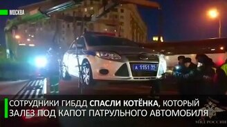 Спасение котёнка из моторного отсека - смотреть видео (0:33)