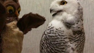 Сова гладит сову - смотреть видео (1:01)