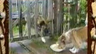 Полкан, это моя миска! - смотреть видео (0:30)