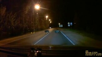 Семья кабанов переходит дорогу - смотреть видео (0:50)