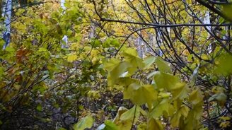 Как кричит лось - смотреть видео (0:40)