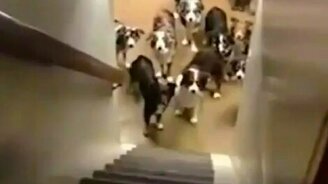 Как выглядит дисциплинированность - смотреть видео (0:39)