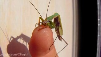 Богомол атакует человеческий палец - смотреть видео (2:06)