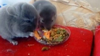 Шиншиллы на трапезе - смотреть видео (0:15)