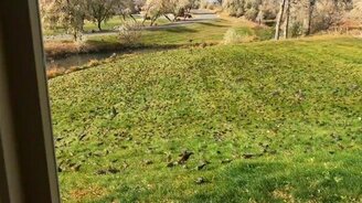 Что такое мурмурация? - смотреть видео (0:41)