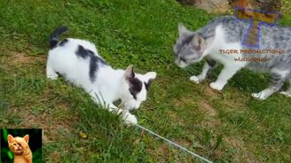 Приколы с кошечками и котиками - смотреть видео (10:03)