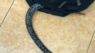 Змея и рюкзак - смотреть видео (0:28)