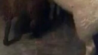 Пёс пригнал овец на хозяйскую кухню - смотреть видео (0:08)