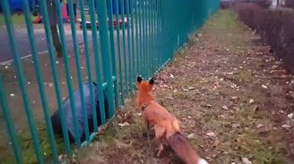 Приключения домашней лисы во дворе - смотреть видео (4:44)
