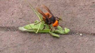 Шершень атакует богомола - смотреть видео (3:26)