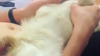 Так устал, что лап не чует - смотреть видео (0:15)