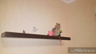 Сова будто лает - смотреть видео (0:08)