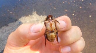 Интересное насекомое - жук-плавунец - смотреть видео (1:28)