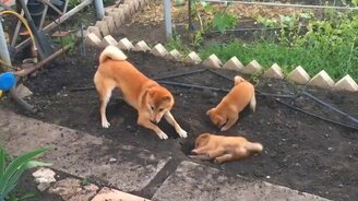 Подружка хорошему не научит - смотреть видео (0:33)