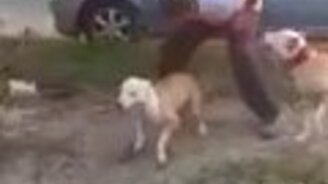 Суперспортивная собака - смотреть видео (0:34)