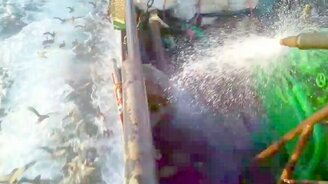 Сивуч убегает от рыбаков - смотреть видео (0:37)