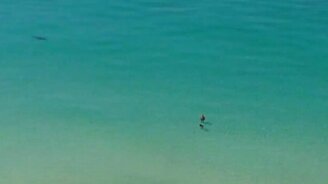 Охота акулы у пляжа - смотреть видео (1:13)