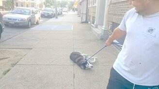 Хочу гулять ещё! - смотреть видео (1:33)