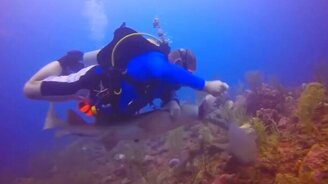 Акула отнимает добычу у водолаза - смотреть видео (0:39)