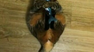 Разыграл своего кота - смотреть видео (0:35)