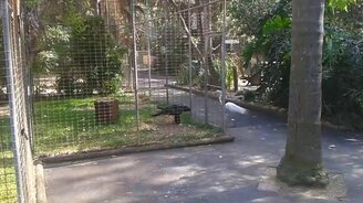 Орёл обманывает цаплю - смотреть видео (0:13)