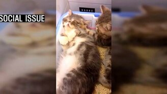 Смотрим на котят и расслабляемся - смотреть видео (10:23)