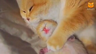 Эти милые котятки! - смотреть видео (10:02)