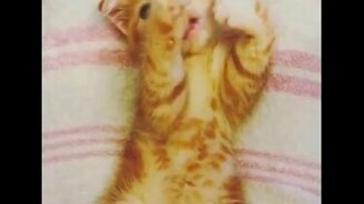 Тёплые и нежные котята - смотреть видео (8:11)