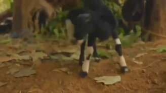 Звери-чихальи - смотреть видео (1:34)