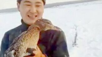 Приютили утку "серую шейку" - смотреть видео (1:06)