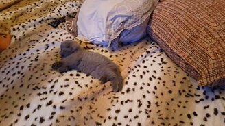 Как усыпить котёнка за минуту - смотреть видео (1:02)