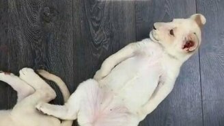 Как мяукает львёнок - смотреть видео (0:31)